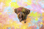 brauner Labradoodle