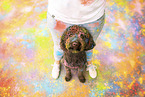 brauner Labradoodle