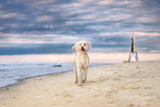 Labradoodle