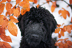 Labradoodle