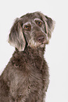 Labradoodle