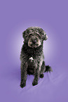 Labradoodle