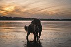Labradoodle