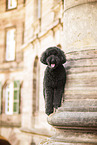 Labradoodle