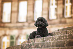 Labradoodle