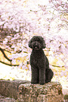 Labradoodle