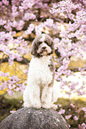 Labradoodle