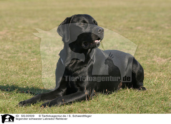 liegender schwarzer Labrador Retriever / SS-00509