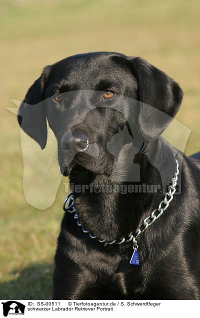 schwarzer Labrador Retriever Portrait / black Labrador Retriever Portrait / SS-00511