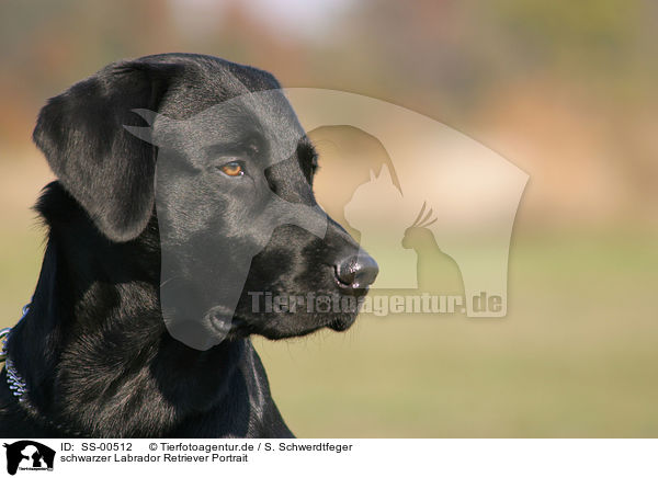 schwarzer Labrador Retriever Portrait / black Labrador Retriever Portrait / SS-00512
