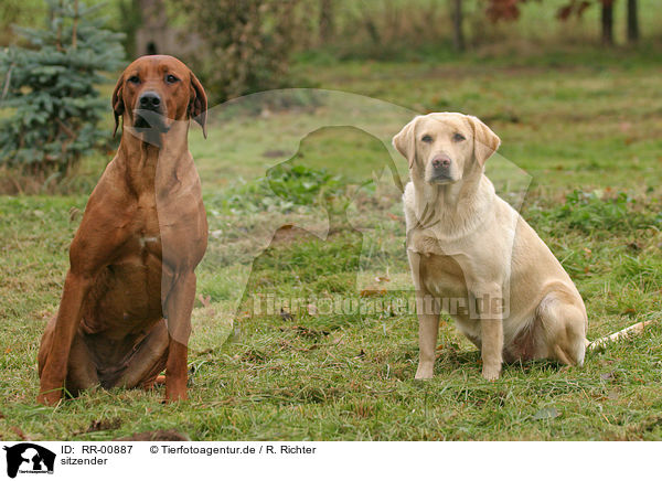 sitzender / sitting Rhodesian Ridgeback & Labrador / RR-00887
