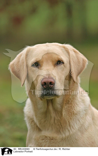 Labrador Portrait / Labrador Portrait / RR-00890