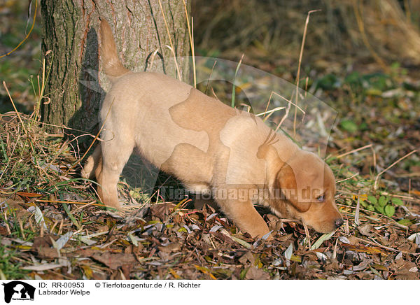 Labrador Welpe / Puppy / RR-00953