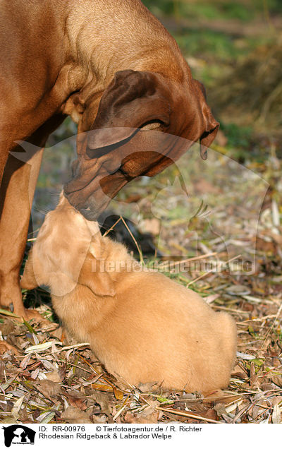 Rhodesian Ridgeback & Labrador Welpe / Puppy / RR-00976