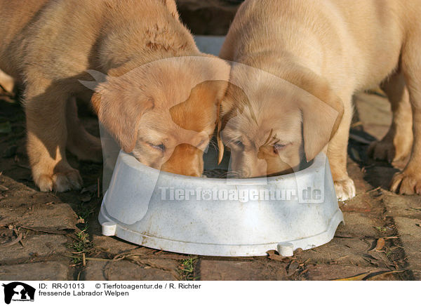 fressende Labrador Welpen / eating labrador puppies / RR-01013