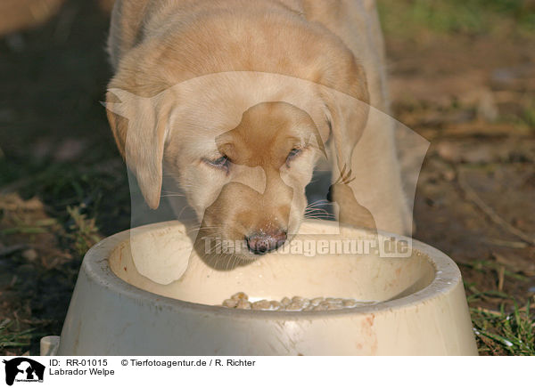 Labrador Welpe / puppy / RR-01015