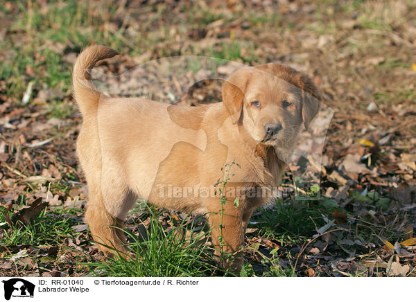 Labrador Welpe / Puppy / RR-01040