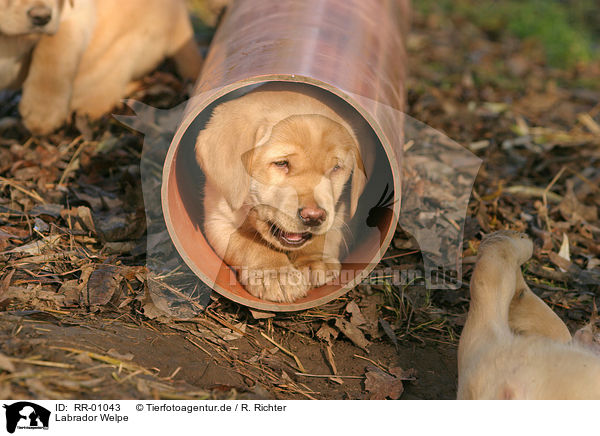 Labrador Welpe / RR-01043