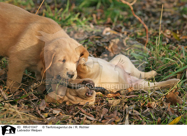 Labrador Welpen / Puppies / RR-01047