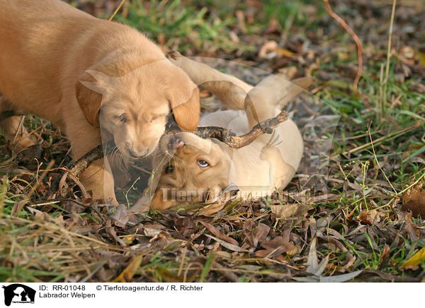 Labrador Welpen / Puppies / RR-01048