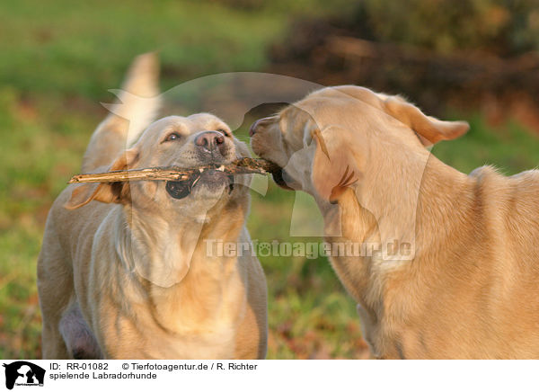 spielende Labradorhunde / playing labrador dogs / RR-01082