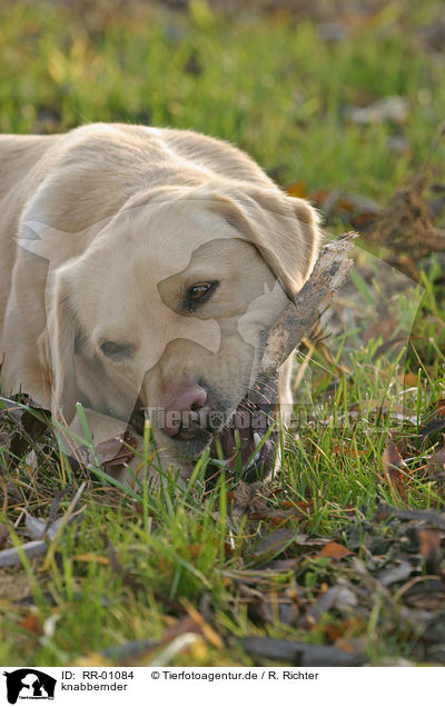 knabbernder / gnawing Labrador / RR-01084