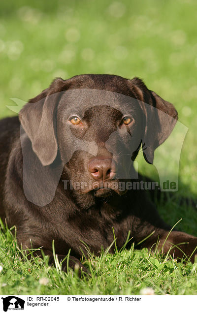 liegender / lying Labrador Retriever / RR-02045