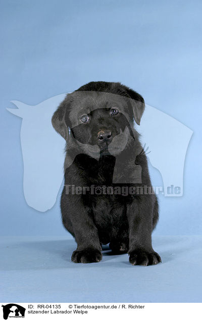 sitzender Labrador Welpe / sitting Labrador puppy / RR-04135