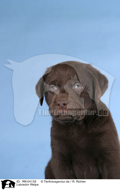 Labrador Welpe / puppy Portrait / RR-04139