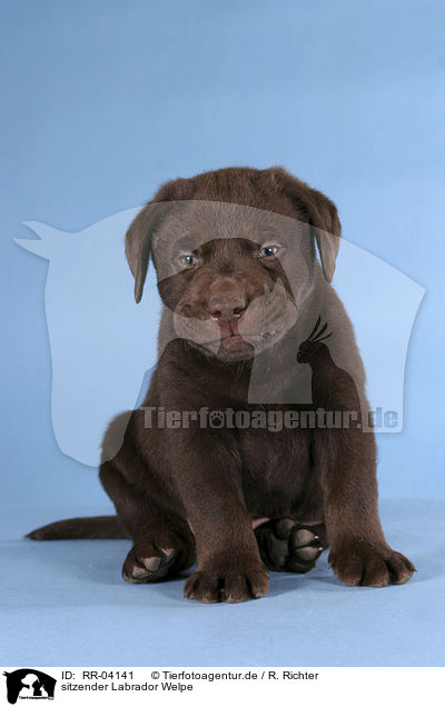 sitzender Labrador Welpe / sitting Labrador puppy / RR-04141