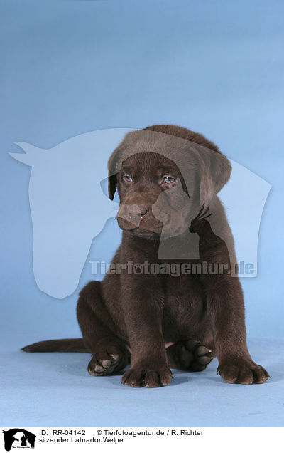 sitzender Labrador Welpe / sitting Labrador puppy / RR-04142