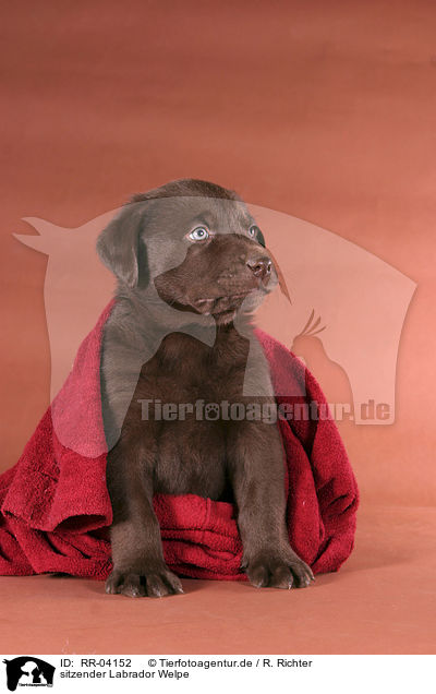 sitzender Labrador Welpe / sitting Labrador puppy / RR-04152