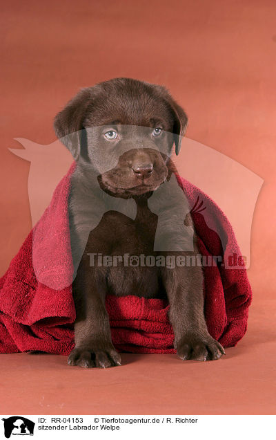 sitzender Labrador Welpe / sitting Labrador puppy / RR-04153