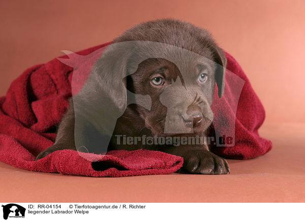 liegender Labrador Welpe / lying Labrador puppy / RR-04154