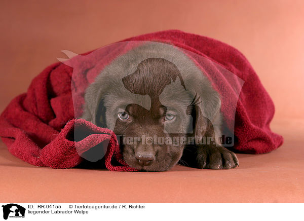 liegender Labrador Welpe / lying Labrador puppy / RR-04155