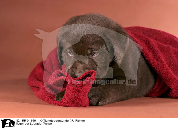 liegender Labrador Welpe / lying Labrador puppy / RR-04156