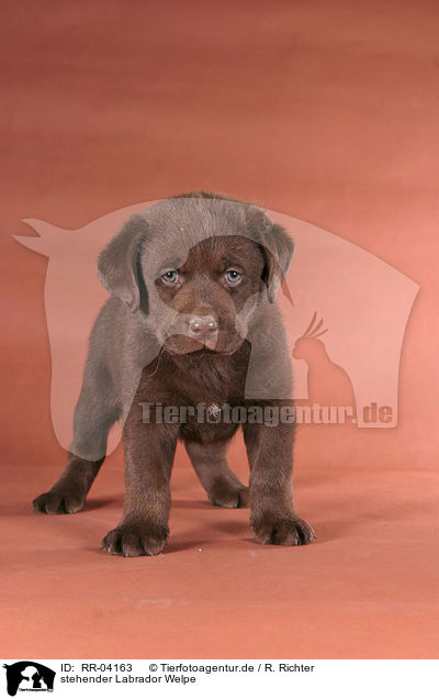 stehender Labrador Welpe / standing Labrador puppy / RR-04163