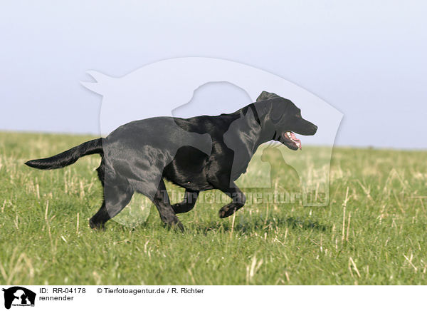 rennender / running Labrador / RR-04178