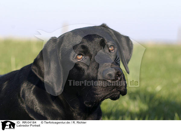 Labrador Portrait / Labrador Portrait / RR-04184