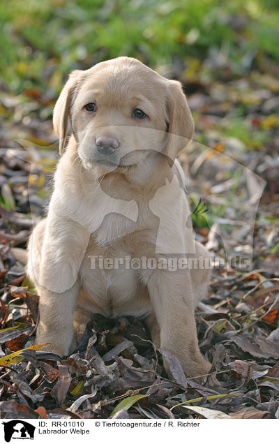 Labrador Welpe / puppy / RR-01010