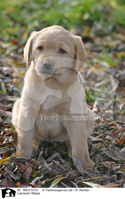 Labrador Welpe / RR-01010