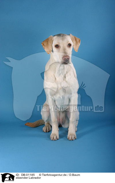 sitzender Labrador / sitting Labrador / DB-01185