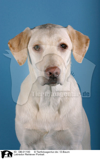 Labrador Retriever Portrait / Labrador Retriever Portrait / DB-01190