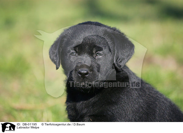 Labrador Welpe / Labrador Puppy / DB-01195