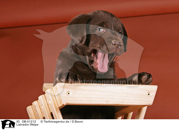 Labrador Welpe / Labrador Puppy / DB-01212