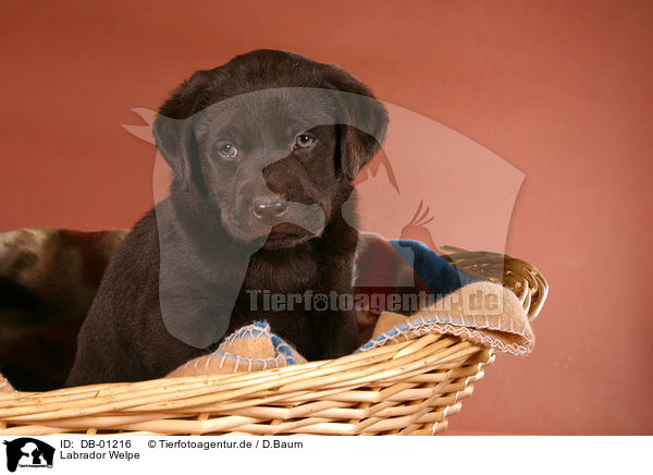 Labrador Welpe / Labrador Puppy / DB-01216
