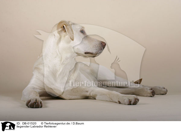 liegender Labrador Retriever / lying Labrador / DB-01520