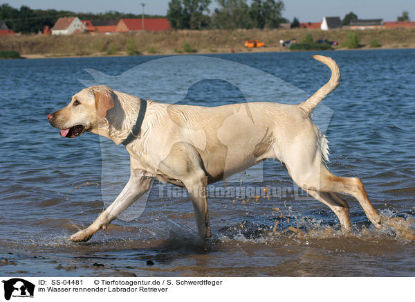 im Wasser rennender Labrador Retriever / running Labrador Retriever / SS-04481