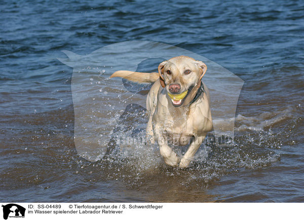im Wasser spielender Labrador Retriever / SS-04489