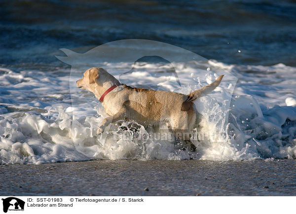Labrador am Strand / SST-01983